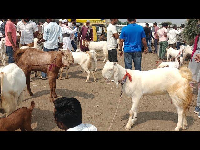 Dewas Bakra mandi 24 October 2024 Live update