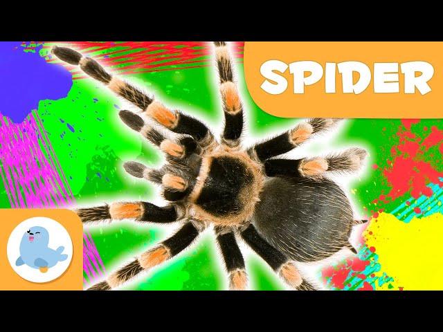 Spider ️ Animals for Kids  Epsiode 10