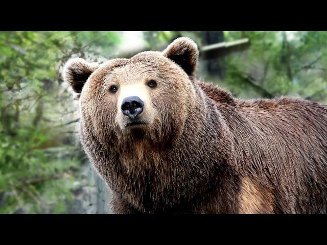 Native Wisdom: The Bear, Totem Animal