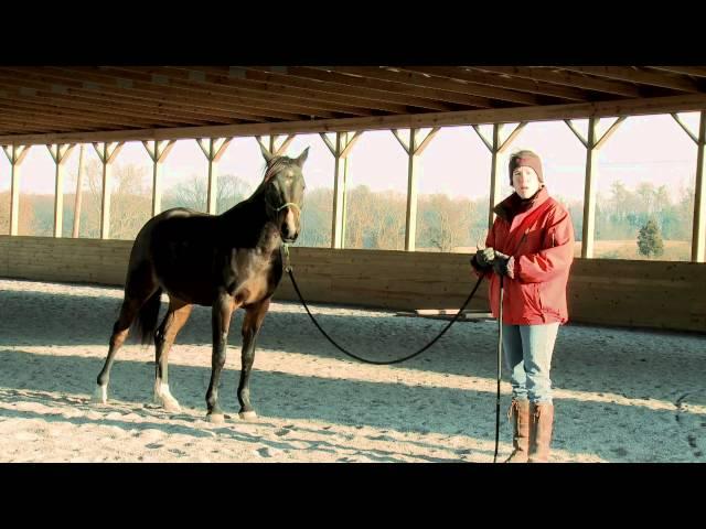 How to Teach a Horse to Lead Safely and Respectfully, Part II