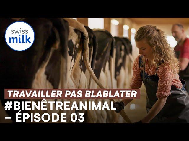 #bienêtreanimal | Travailler, pas blablater 1 | E03 | Swissmilk (2021)