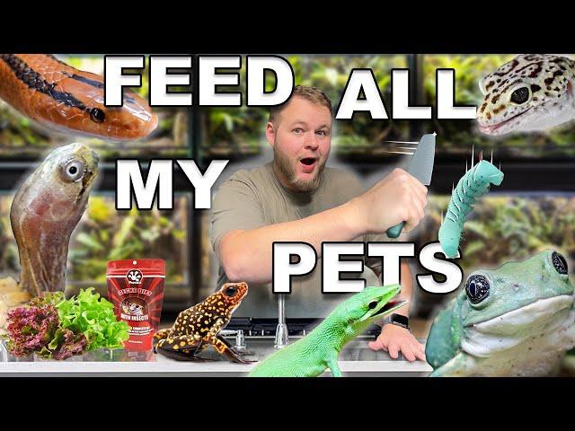 Feeding ALL 100 of my PETS 2024!!