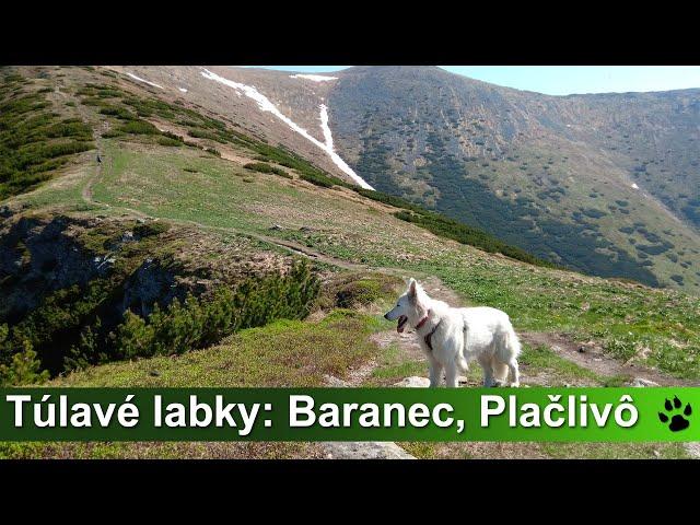 Túlavé labky: Baranec, Plačlivô (Západné Tatry)