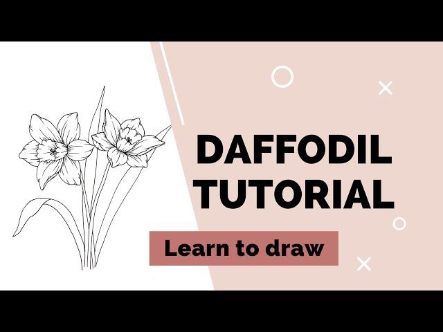 Learn to draw flowers: DAFFODIL step by step tutorial