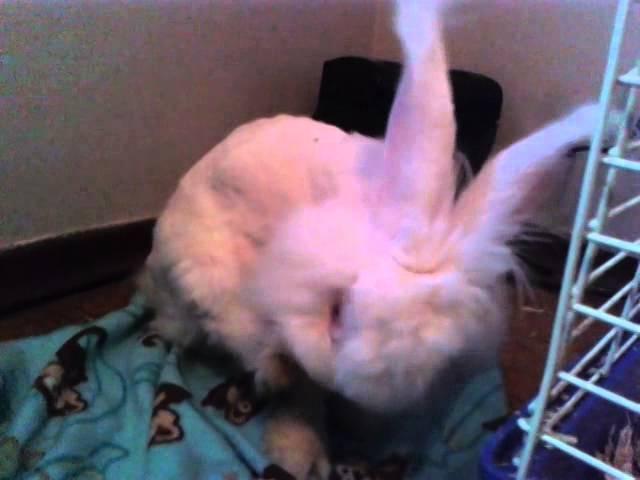 Bella the Angora rabbit cleans herself so cute