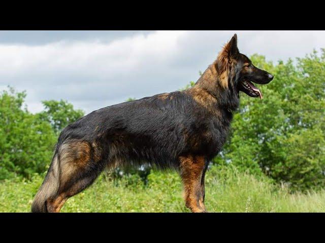 Fussel of Wolfcubs im Training für die IGP 2