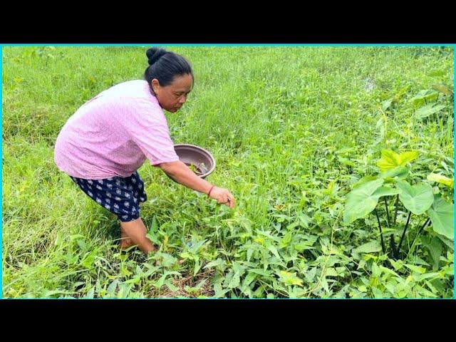 Picking Karmi Greens My Mom || Cooking & Eating With Rice