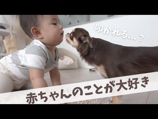 【再会】赤ちゃんに何をされても怒らないチワワ犬に感動した..//