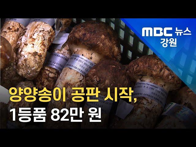 [뉴스리포트]양양송이 공판 시작 1등품 82만 원 220907