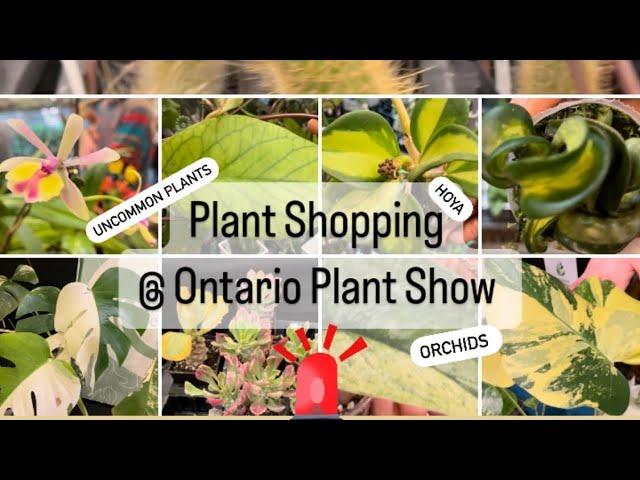 Plant Shopping @ The Ontario Plant Show ( Uncommon plants)Monstera, Hoya, orchids, succulents