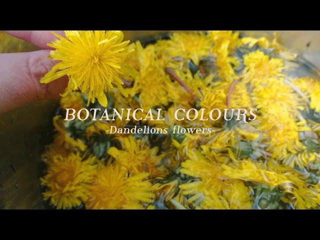 DANDELIONS | How to NATURAL DYE with dandelions | Easy way  at HOME | Botanical colours | Casacaribe