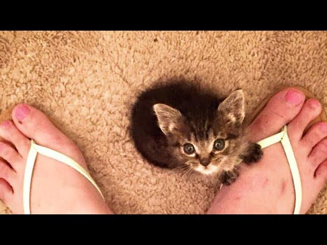 Kitten Rejected by Cat Mom Since He Was Born Now Wouldn’t Let Go Of His 2 New Mamas