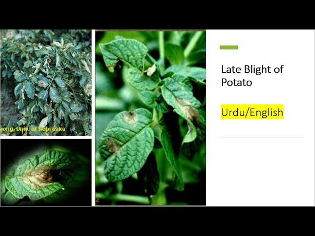 Late Blight of Potato: Phytophthora infestans, Symptoms, Cycle and Effective Management