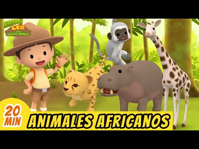 Animales Africanos Episodio Compilación (Español) - Leo, El Explorador | Animación - Familia - Niños