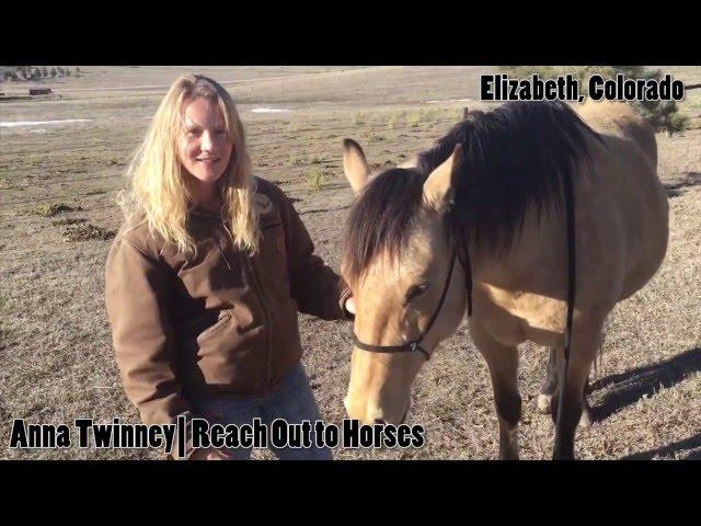 Reach Out to Horses Video Press Release | Horse Lifestyle TV