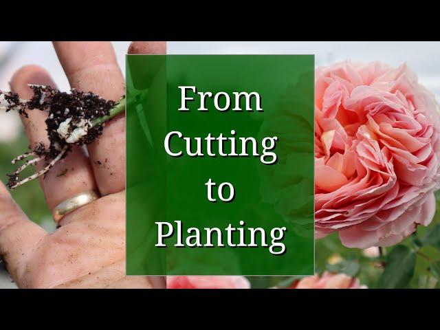 From Cutting to Planting: Full Propagation Timeline