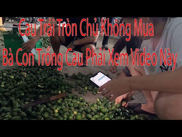 cau trái tròn chủ lò chê. người trồng cau phải xem video này