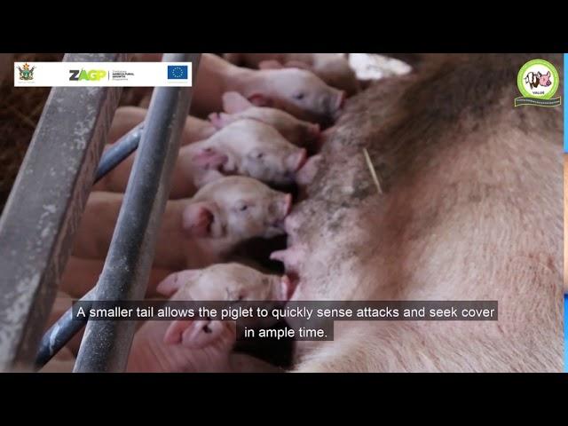 Good piglet management practices