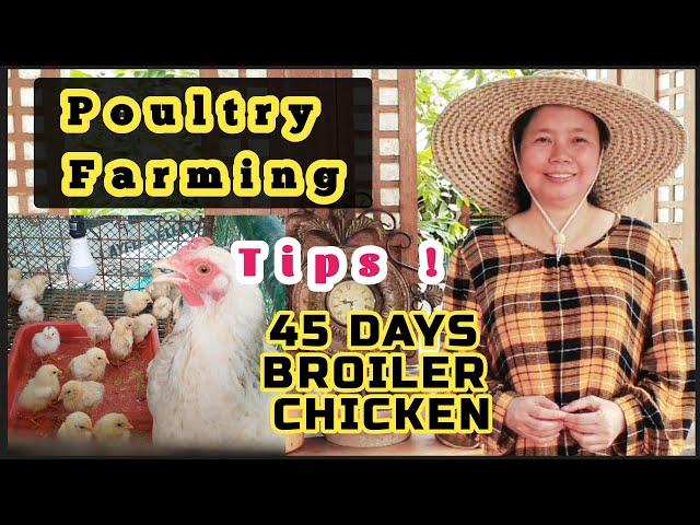 Paano Mag alaga ng Manok 45 Days Broiler Chicken / Anong Buwan dapat mag Poultry Farming