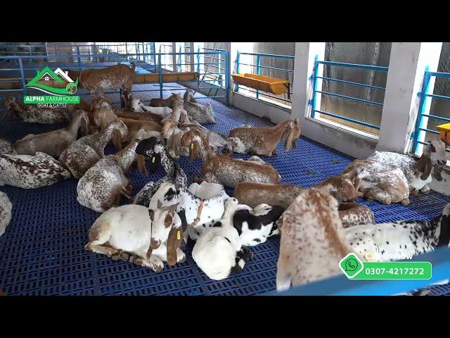 Plastic Flooring for Goats in Pakistan | Alpha Farmhouse | Alpha Livestock