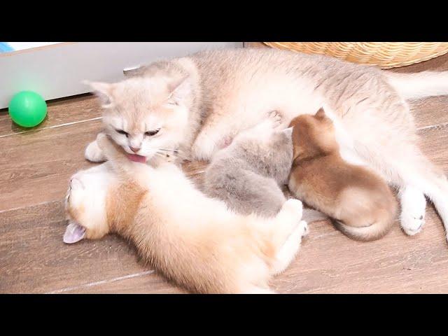 Mother cat Xaxa is very affectionate with Violin cat and takes care of her like her kitten.