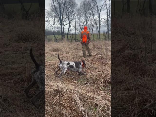 German Shorthair Pointer- The pressure is On!! Steady to Wing, Shot & Fall