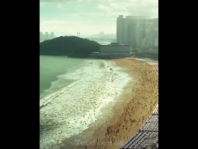 See how a tsunami comes for the ocean । #facts #totalfact #viral #shorts