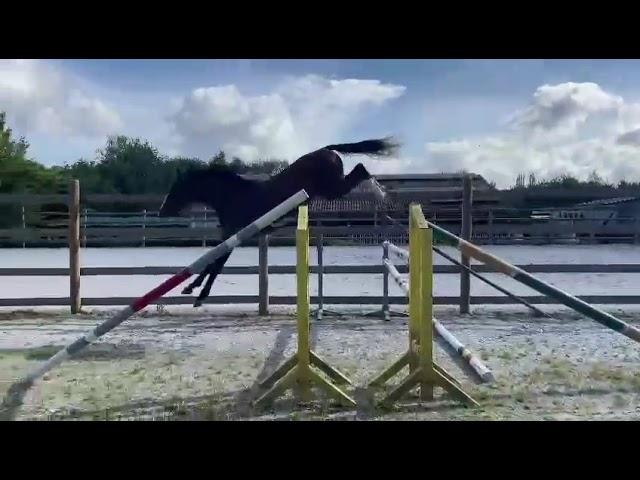 Casall x Untouchable 3yo stallion