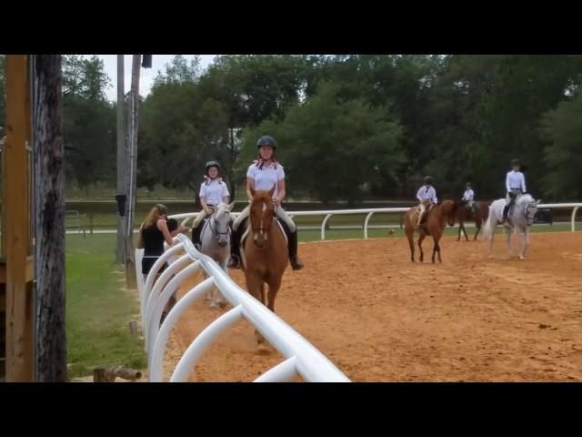 My Perfect Storm at his first horse show.