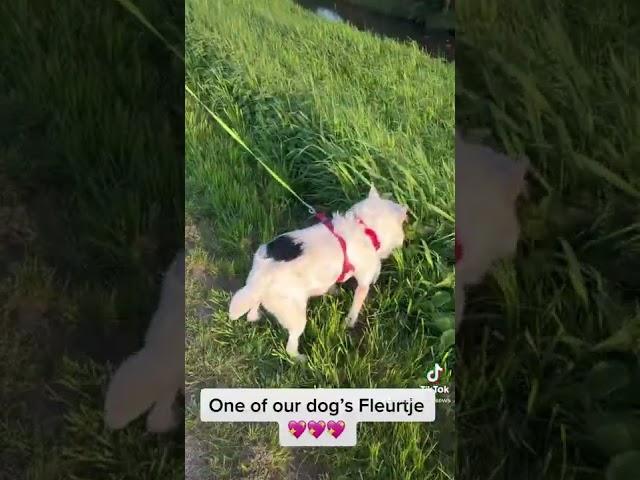 Walking our dog Fleurtje  | Hippie Zina️