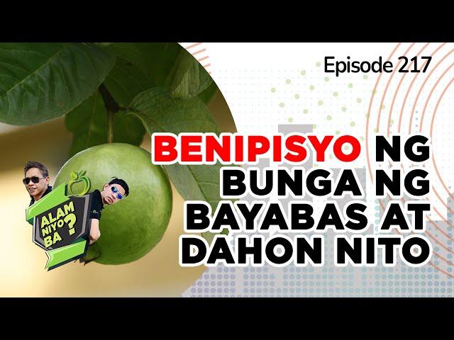 Alam Niyo Ba? Episode 217⎢‘Health Benefits of Guava Fruits and Leaves‘