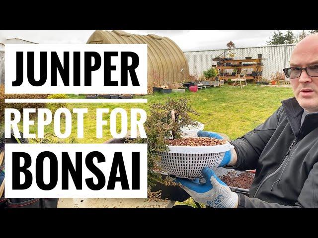 Juniper Re-pot for Bonsai