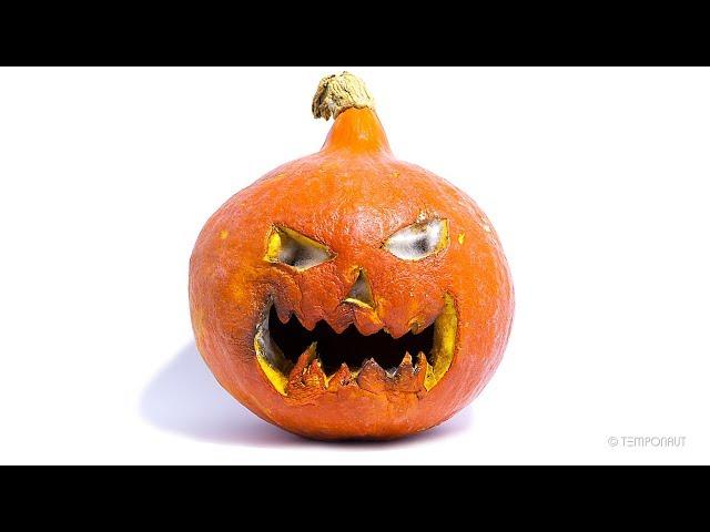 Rotting Halloween Pumpkin Timelapse