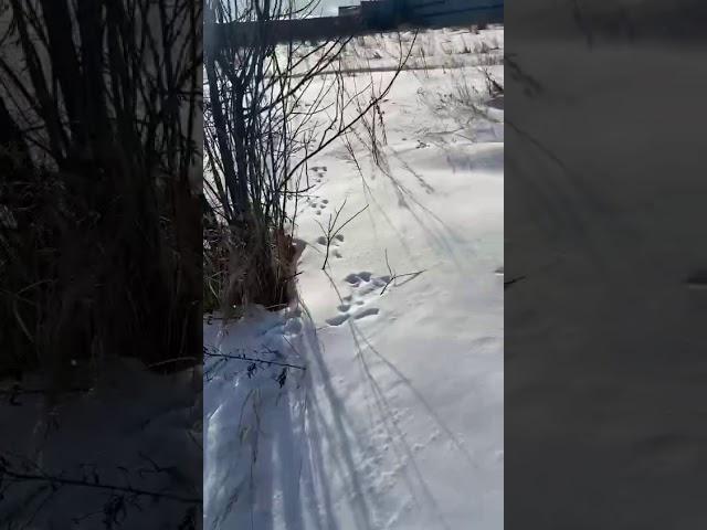 На прогулке с курцхааром нашли свежий заячий след.
