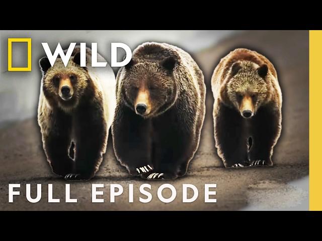 Killer Claws: Clash of the Bears (Full Episode) | When Predators Attack