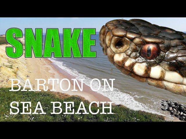 SNAKE AT BARTON ON SEA BEACH, NEW MILTON UK