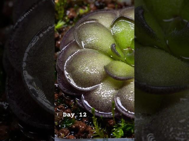 Day 12. 2025/3/21 Pinguicula Cyclosecta #plants#farmer #healing#relaxing#water #garden #succulent