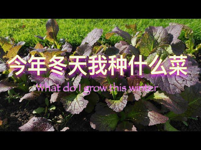 今年冬天我种什么菜 What do I grow this winter