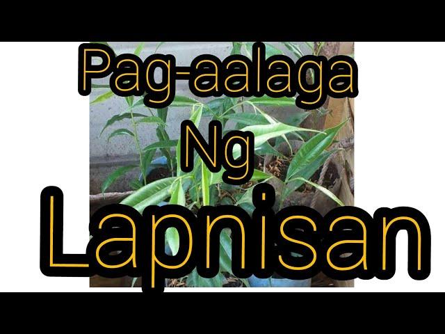 #AGARWOOD #LAPNISAN  TIPS sa PAG AALAGA NG LAPNISAN OR AGARWOOD