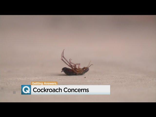 Heat Leads To Cockroach Complaints In Carmichael