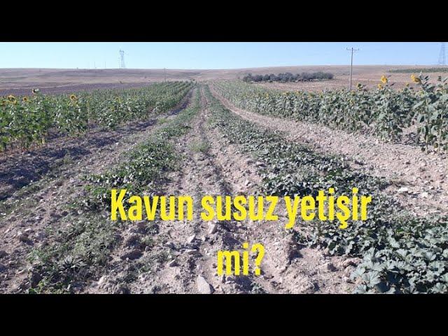 Kavun yetiştiriciliği- Kavun susuz yetişir mi?- Susuz tarım- bostan-kırkağaç kavunu-çiftlik tv