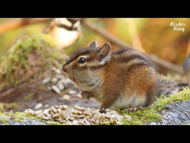 Dog TV - Chipmunks, Squirrels, and Birds in the Woods.