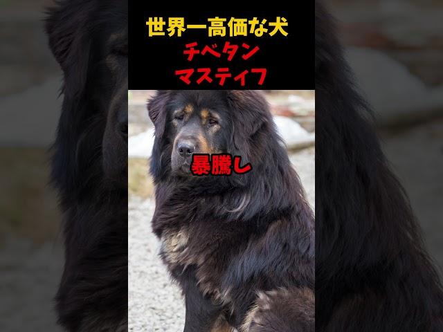 世界一高価になった犬チベタンマスティフ #動物 #雑学 #生態解説 #生き物 #いきもの #意外と知らない #犬 #チベタンマスティフ