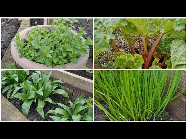 Four edible perennials you must grow - wild garlic, chives, mint and rhubarb