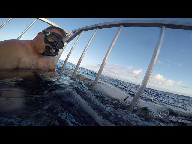 North shore shark dive