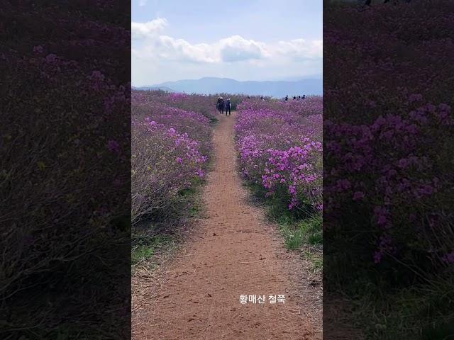 황매산 철쭉축제 꽃길 트레킹