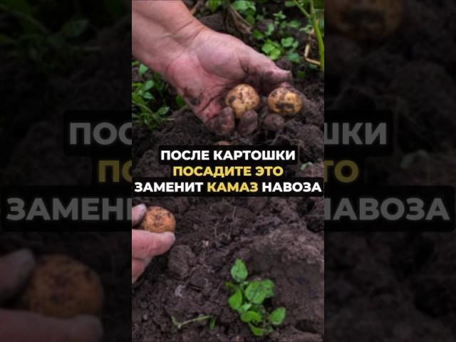 После картошки посадите это #огород #дача #рецепт #сад