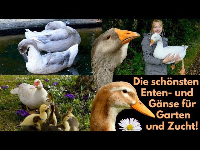 20 BEAUTIFUL GEESE AND DUCK BREEDS (german Language video) from Pilgrim goose to Hook Bill duck