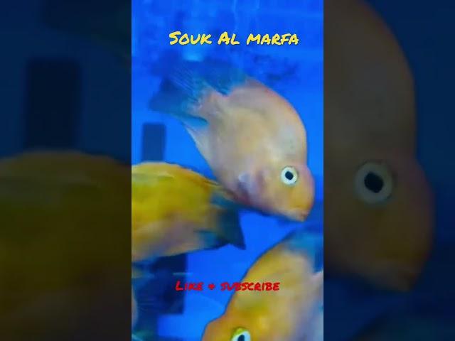 #soukalmarfa #dubai #youtubeshorts #viral #shorts #tranding #dubaitourism #youtube #feed #subscribe