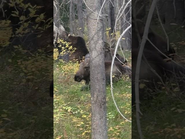 Moose & The Beauty Of Fall #yellowstone #moose #wildlife